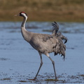Common Crane (Grus grus), Körkwitz Hof, Germany